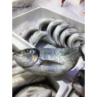 ΤΣΙΠΟΥΡΑ ΙΧΘΥΟΚΑΛΛΙΕΡΓΕΙΑΣ 300-600 gr