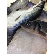 ΛΑΥΡΑΚΙ ΙΧΘΥΟΚΑΛΛΙΕΡΓΕΙΑΣ 400-600 gr